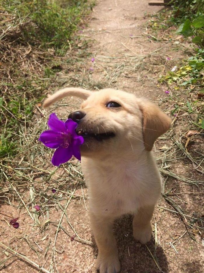 45 Times Pets Brought Their Owners The Most Unexpected Gifts
