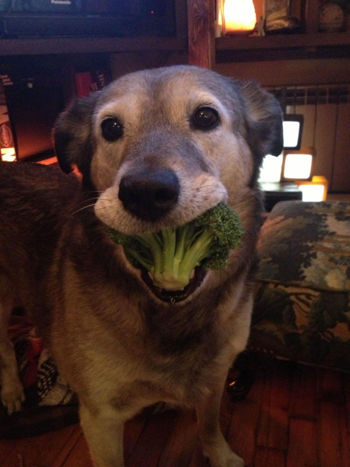 45 Times Pets Brought Their Owners The Most Unexpected Gifts