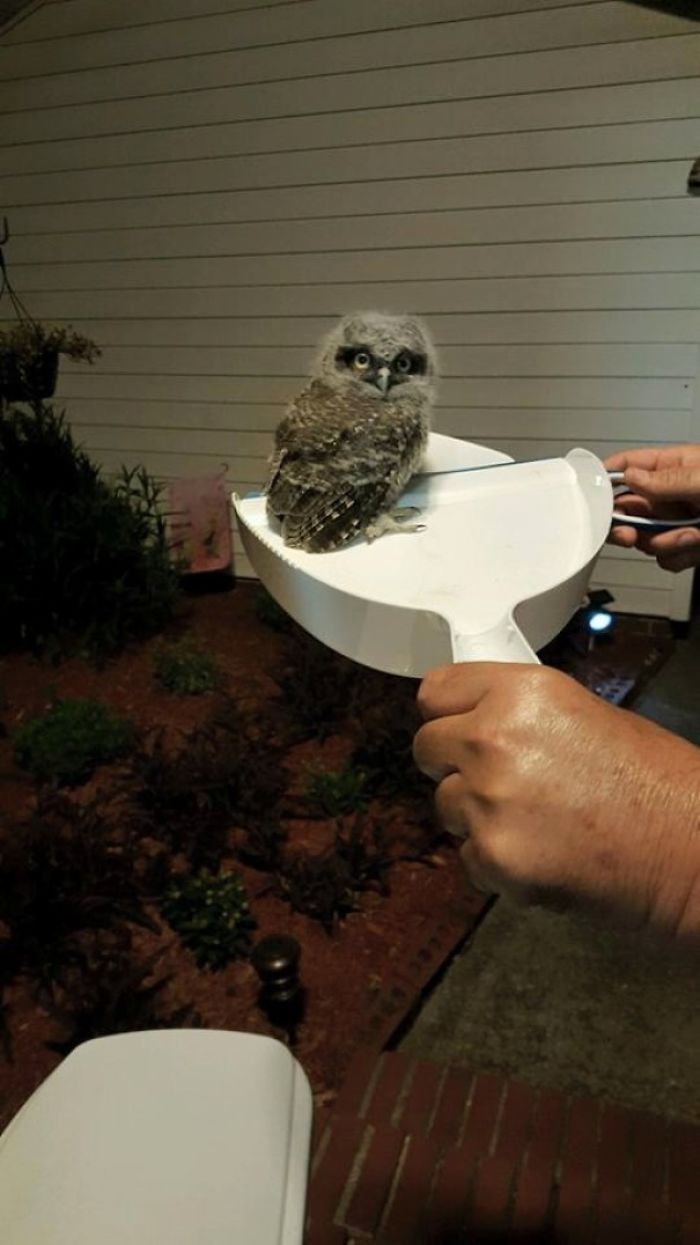 45 Times Pets Brought Their Owners The Most Unexpected Gifts