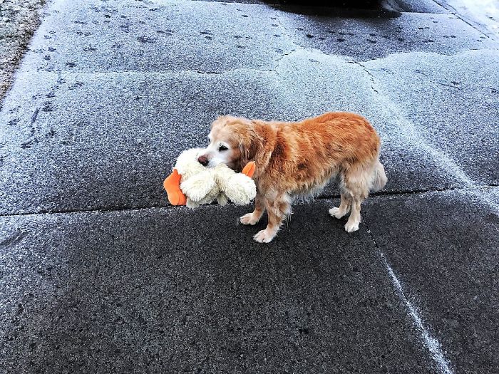 45 Times Pets Brought Their Owners The Most Unexpected Gifts