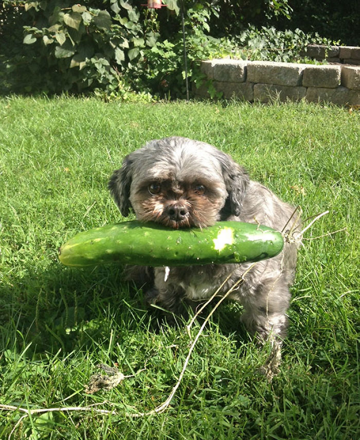 45 Times Pets Brought Their Owners The Most Unexpected Gifts