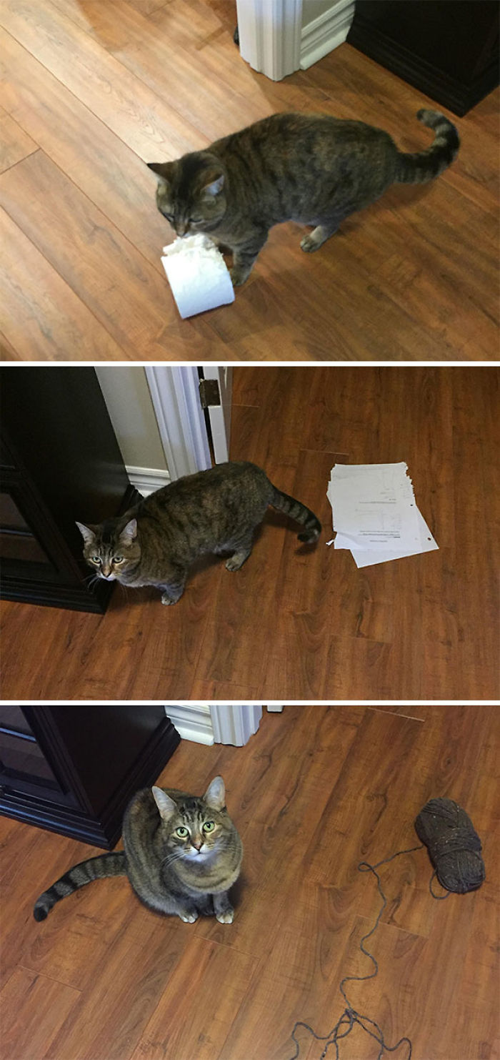 45 Times Pets Brought Their Owners The Most Unexpected Gifts