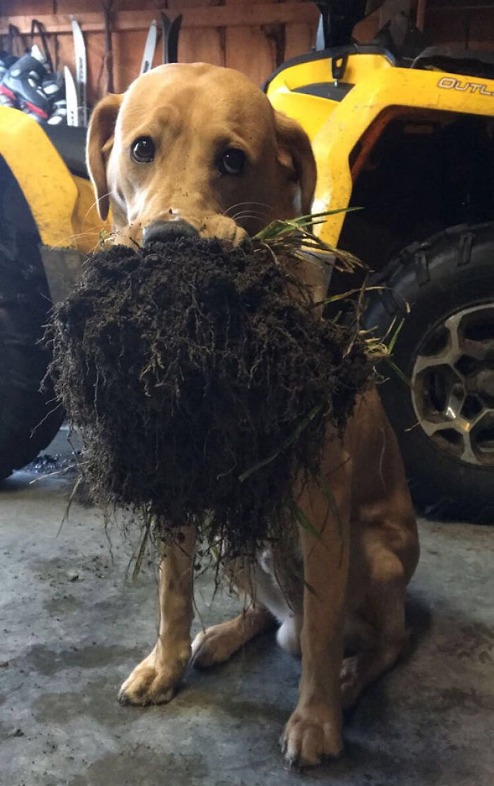 45 Times Pets Brought Their Owners The Most Unexpected Gifts